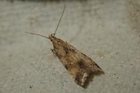 Brachmia blandella