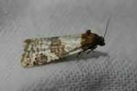 Periclepsis cinctana