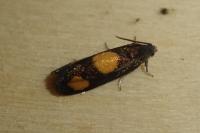 Pammene aurana