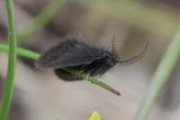 Epichnopterix plumella