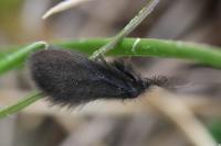 Epichnopterix plumella