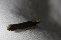 Aroga flavicomella