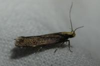 Aroga flavicomella
