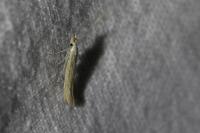 Coleophora