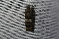 Epinotia