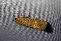 Lozotaeniodes formosana