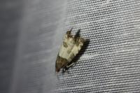 Notocelia cynosbatella