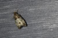Notocelia cynosbatella