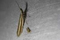 Pleurota