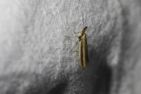 Pleurota