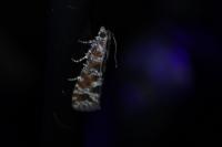 Rhyacionia