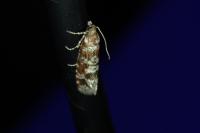 Rhyacionia