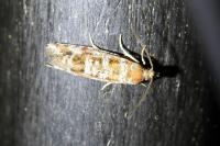 Rhyacionia