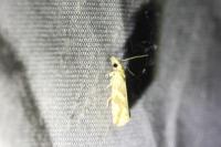 Thiodia citrana