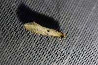 Tinea trinotella
