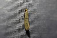 Tinea trinotella