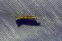 Plutella xylostella