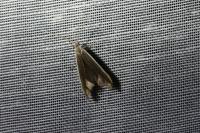 Coleophora