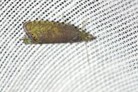Dichrorampha