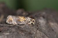 Ptycholomoides aeriferanus