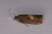 Dichrorampha petiverella