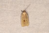Agonopterix kaekeritziana