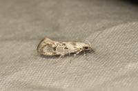 Herrichia excelsella
