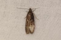Gelechia sororculella
