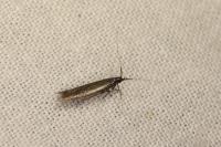 Coleophora