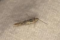 Batrachedra praeangusta