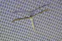 Emmelina monodactyla