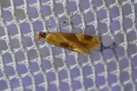 Epicallima formosella