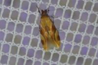 Epicallima formosella