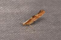 Argyresthia pruniella
