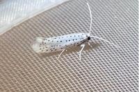 Yponomeuta evonymella