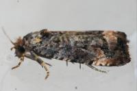 Endothenia