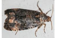 Endothenia