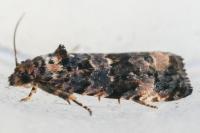 Endothenia