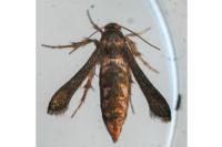Microsphecia tineiformis