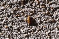 Aethes tesserana