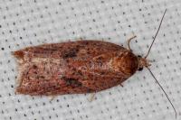 Acleris hyemana