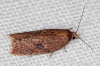 Acleris hyemana