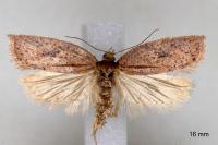 Acleris hyemana