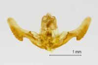 Notocelia trimaculana