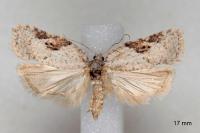 Acleris kochiella