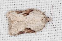 Acleris kochiella