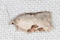Acleris kochiella