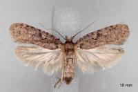 Agonopterix curvipunctosa