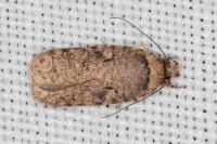 Agonopterix curvipunctosa