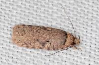 Agonopterix curvipunctosa